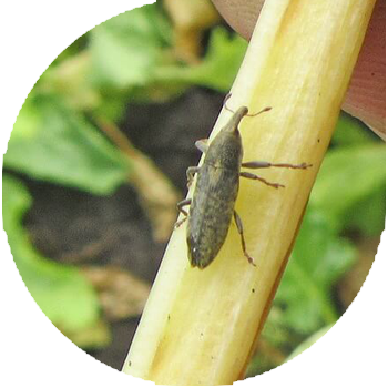 Beակնդեղի weevil-stebleed
