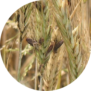 Հացահատիկային ergot