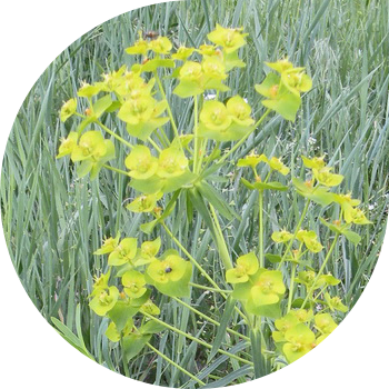 Էյֆորբիա լոզնի (Վալդշտեյն)