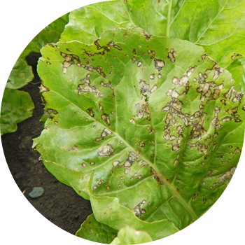 Қызылша церкоспорозы