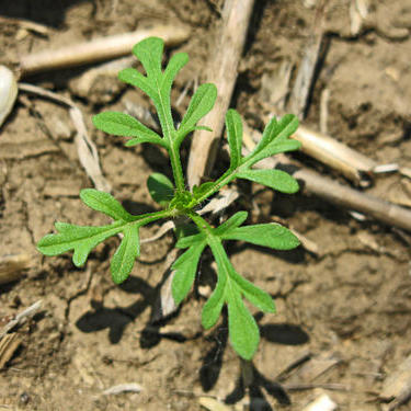 Гербицидтердің тиімділігі