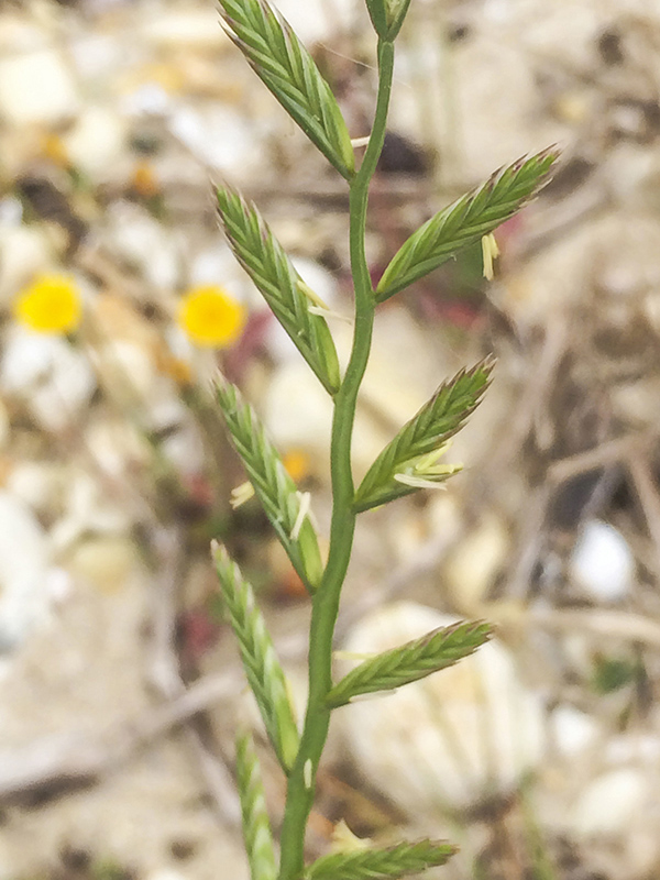 Каталог вредных объектов