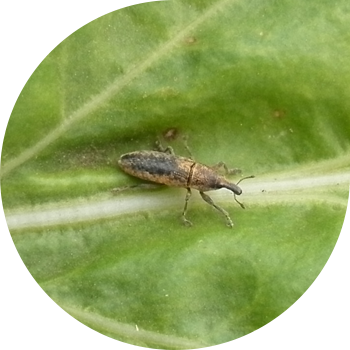 Բազուկի weevils