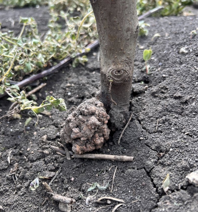 Պտղատու մշակաբույսերի արմատային քաղցկեղ