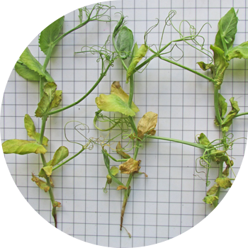 Бұршақ фузариумы