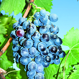 Խաղողի այգիներ
