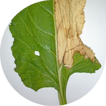 Қызылшаның вертикиллий ауруы