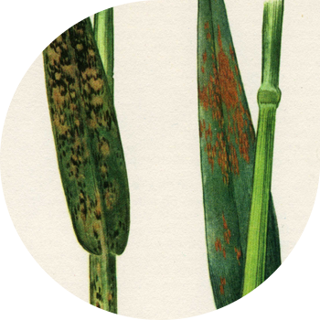 Сұлы тәжі Тоты