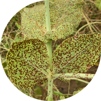 Бұршақ Тоты