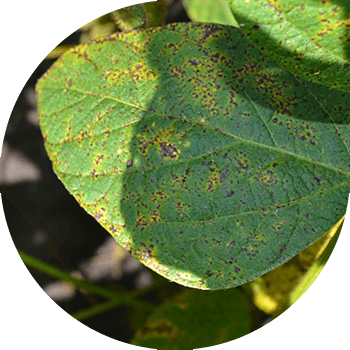Septoria կամ ժանգոտ սոյայի կետ