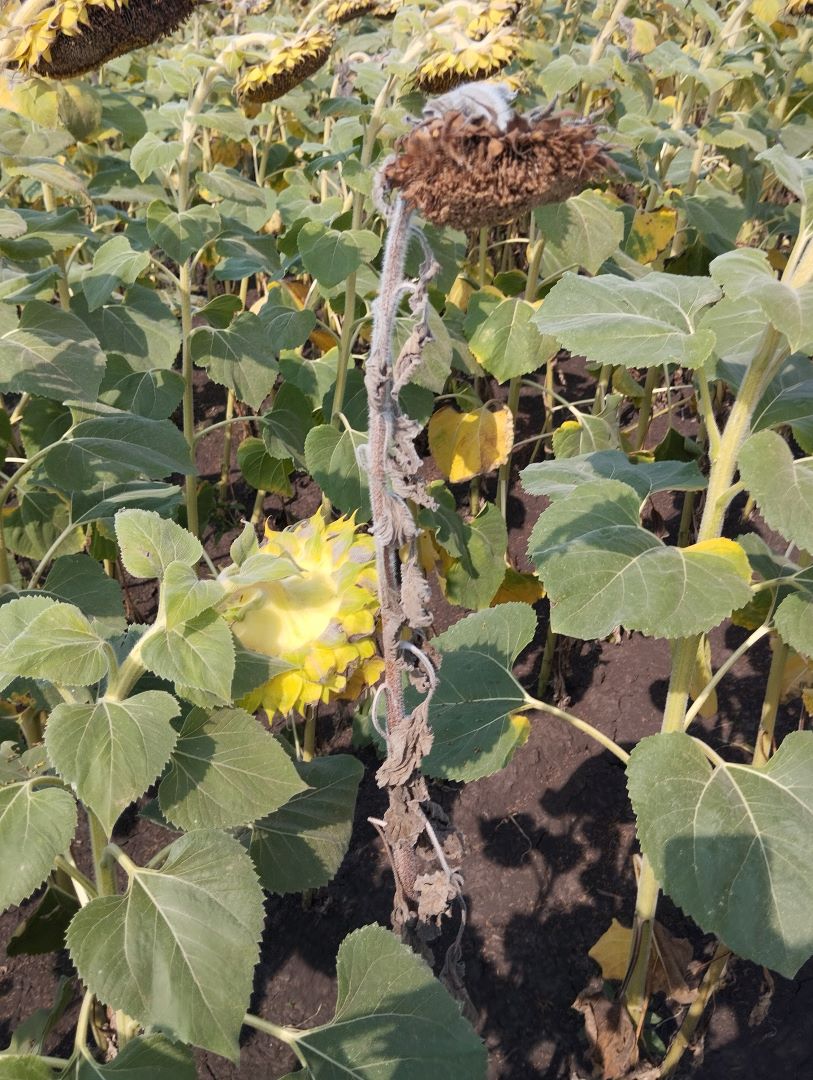 Արեւածաղկի verticillium թառամում
