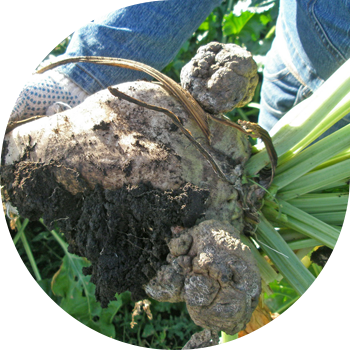 Қызылша ісігі