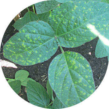 Пероноспороз немесе сояның көгеруі