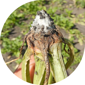 Қызылшаның фузариоз шірігі