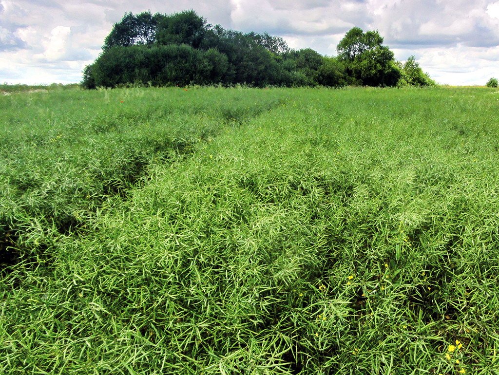 Herbicide Estok-ը գրանցվել է canola-ի օգտագործման համար