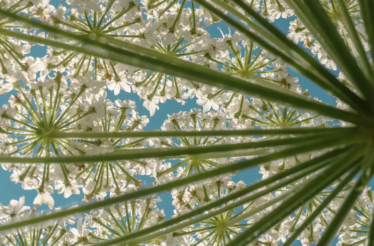 Hogweed օրենքից դուրս. ինչն է խանգարում զսպել վտանգավոր Մոլախոտերի առաջացումը