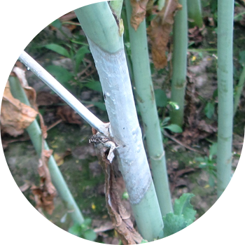 Склеротиниоз немесе крест тәрізді дақылдардың ақ шірігі