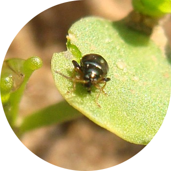 Սպիտակեղենի fleas