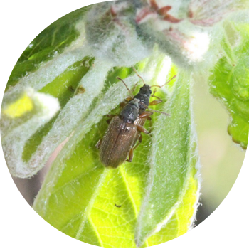 Երկարավուն տերևավոր weevil