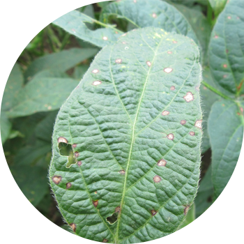 Соя антракнозы