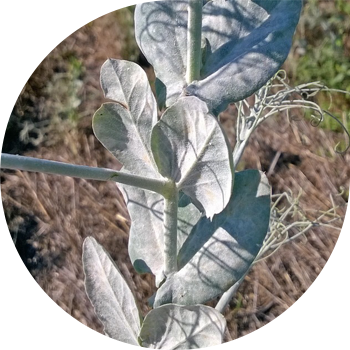 Бұршақтың көгеруі