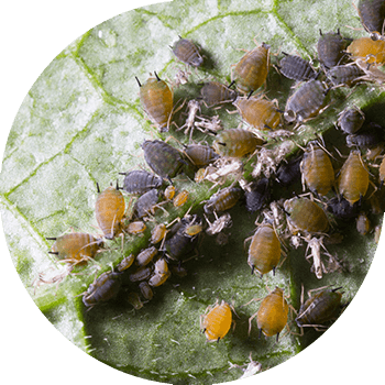 Aphids (սեխ (բամբակյա) aphids; սովորական կարտոֆիլի aphids; մեծ կարտոֆիլի aphids)